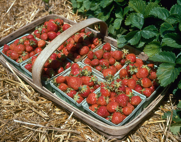 STRAWBERRY_BASKET_735227e0-639b-4431-b943-2cac9b43bed3.jpg